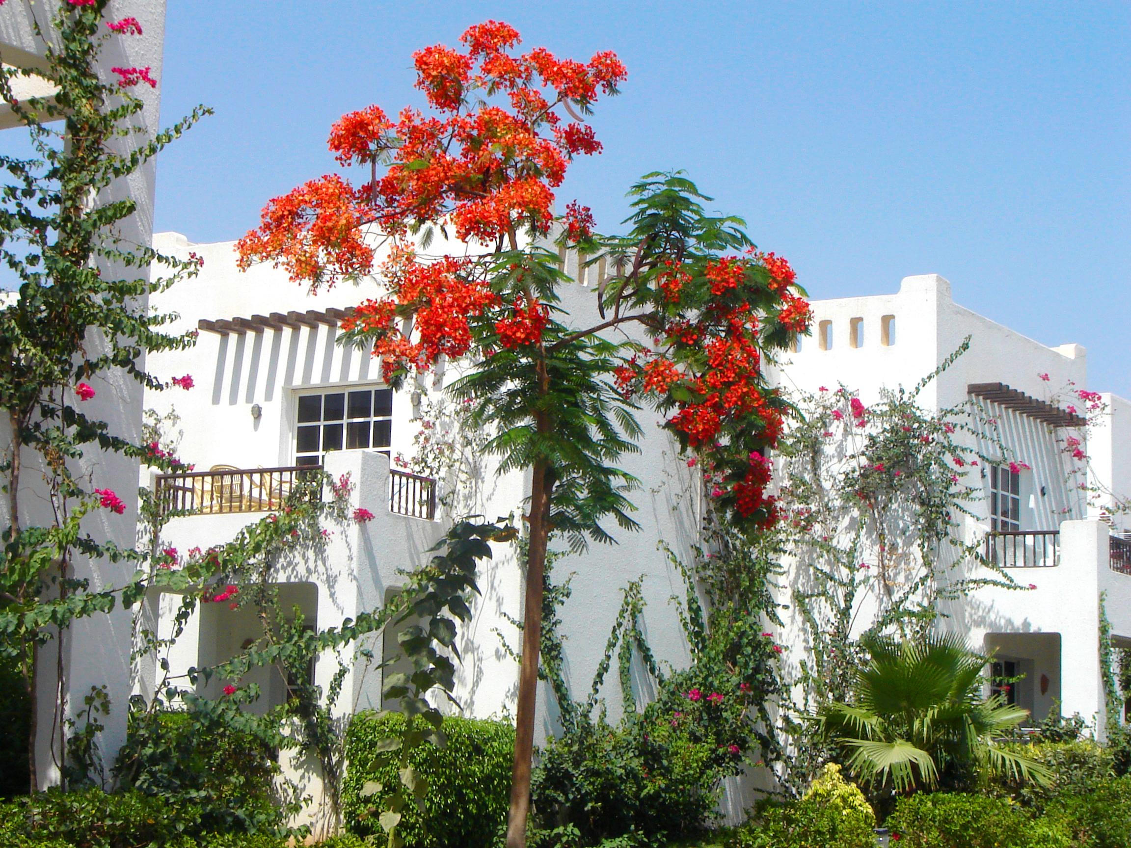 Delta Sharm Resort ,Official Web, Delta Rent, Sharm El Sheikh, South Sinai, Egypt Exteriör bild